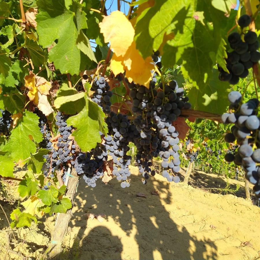 La Giribaldina Winery & Farmhouse Calamandrana Buitenkant foto